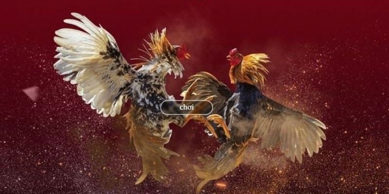 Sảnh đá gà HB88 hoạt động lâu năm với lượng người chơi khủng